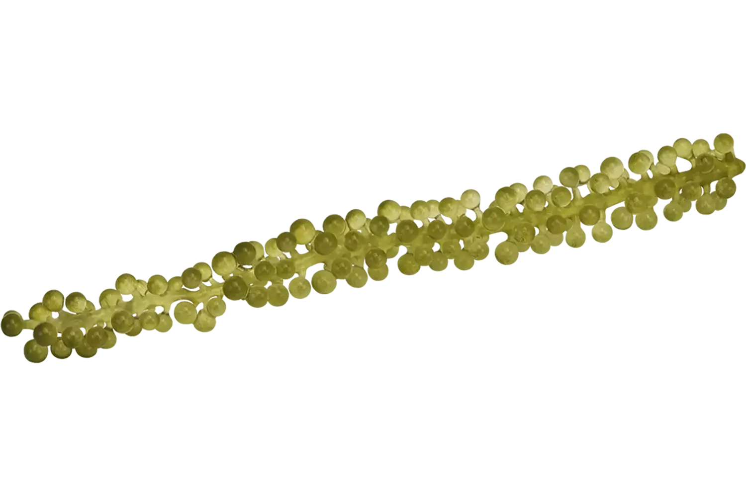 Moai Caviar (Zeedruif) 35gr kist 2 stuks